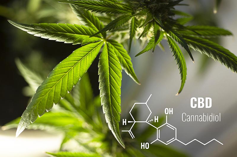 Difference of CBD to other cannabinoids like THC