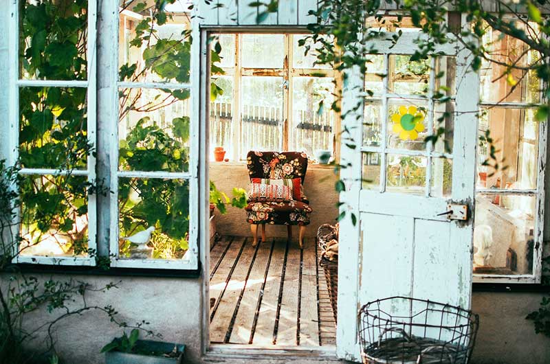 Climbing plants on the garden shed