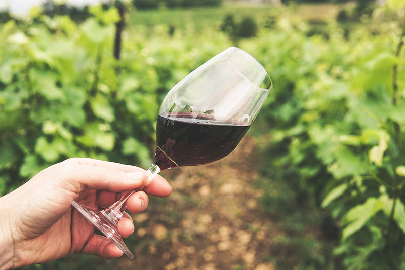 Rotwein im Glas vor Weinreben