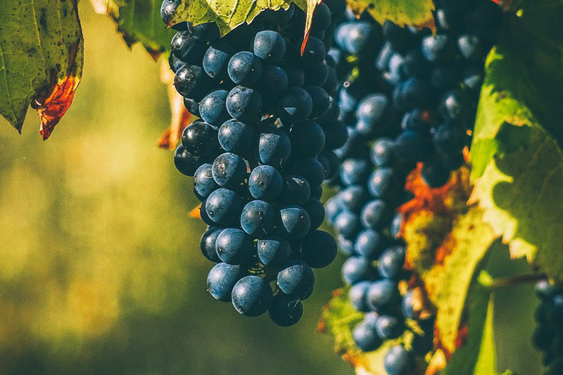 Weinreben aus denen Rotwein gemacht wird