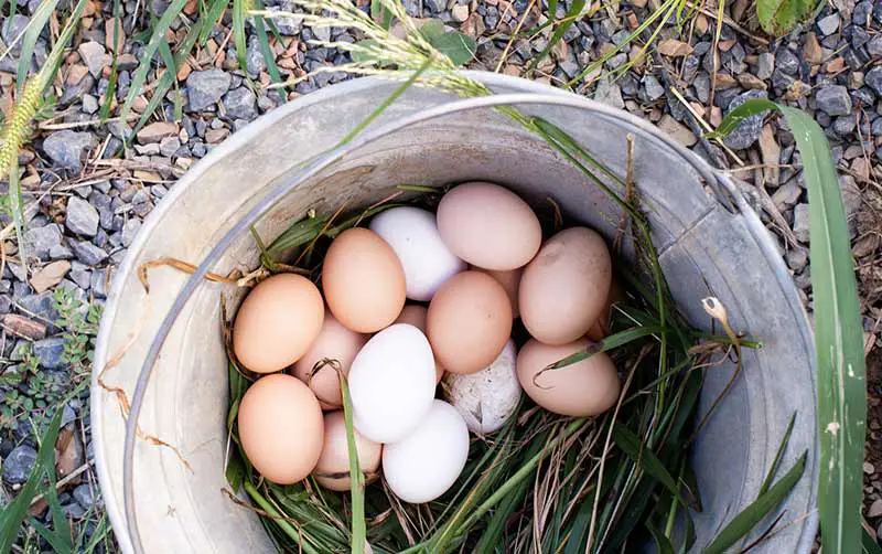 Eier aus eigener Haltung im Garten