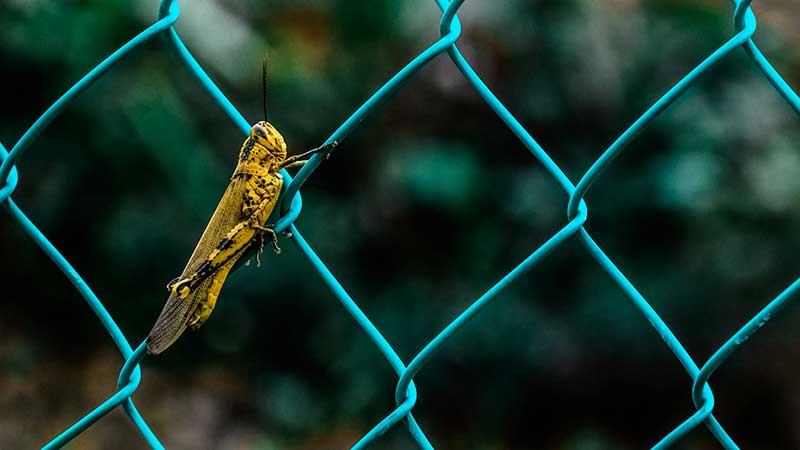 A grasshopper on a fence