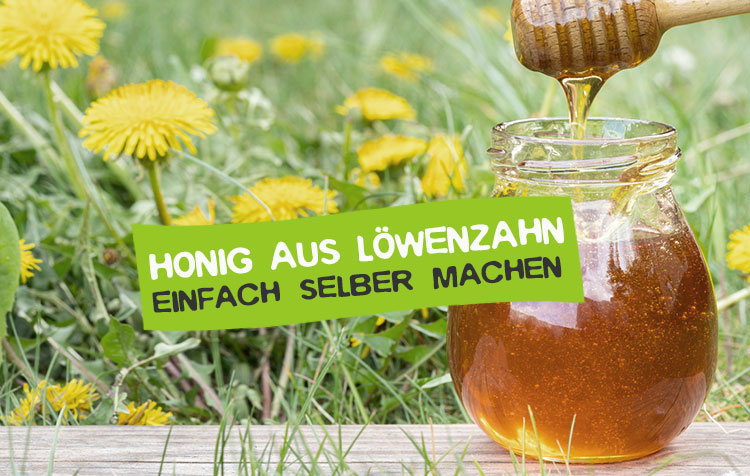 Honig aus Löwenzahn selber machen