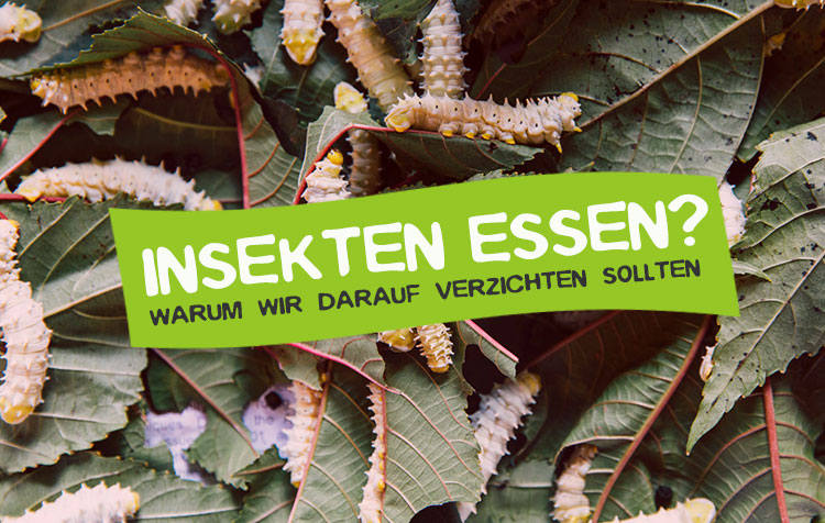 Warum keine Insekten essen?