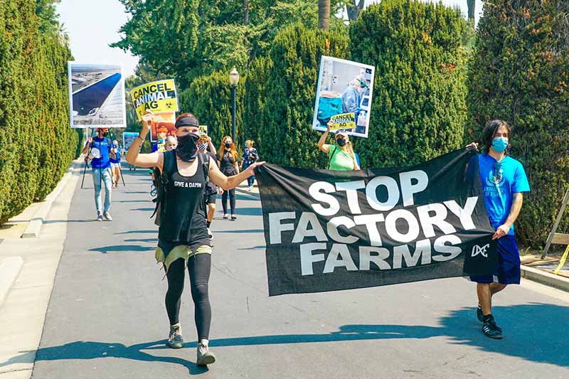 Stop factory Farms Vegan activism for animal rights