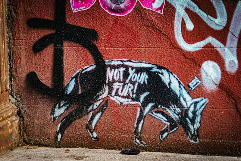 Not your fur - Vegan Graffiti