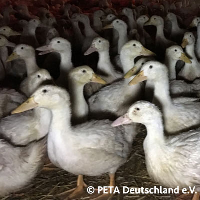 Tote Enten Live online Zähler für getötete Tiere