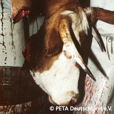 Getötete Kuh - online Zähler für getötete Tiere