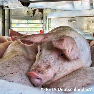 Getötete Schweine pro Sekunde Zähler