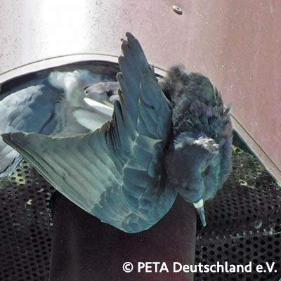 Getötete Tauben pro Sekunde im Live Zähler