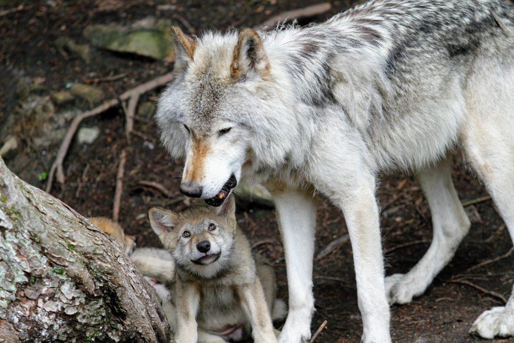 Occurrence of wolves in Germany and the world