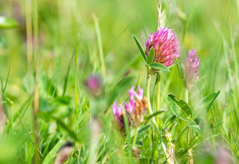Red clover - phytoestrogens in vegan products