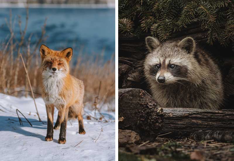 Fuchs und Waschbär als Opfer der Pelzindustrie