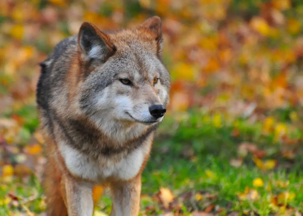 Wolf statistics, facts and figures