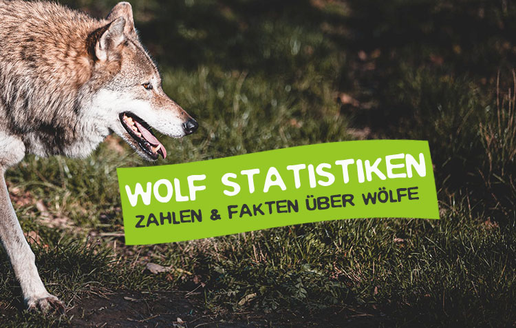 Statistiken über Wölfe