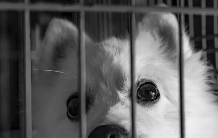 Animal Welfare Quotes Against Animal Cruelty
