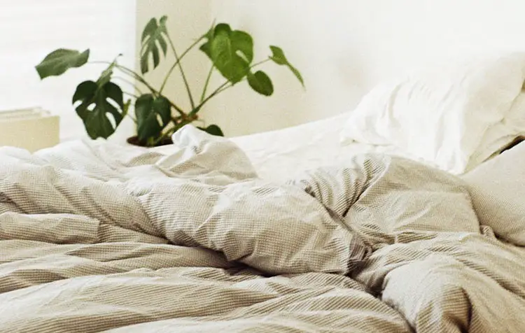 Bedroom plants for healthy sleep