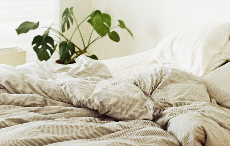 Bedroom plants for healthy sleep