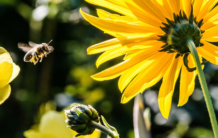 create bee friendly garden tips