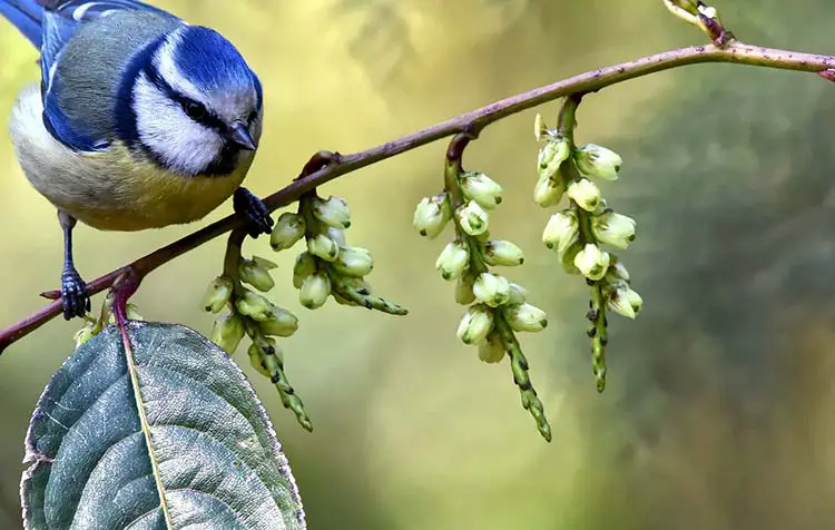 Tips for a bird friendly garden