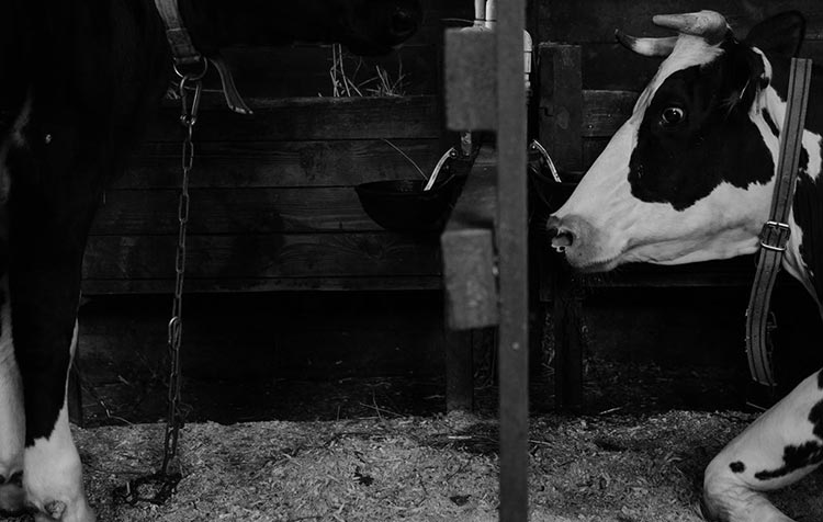 Brutal Dairy Industry - What Everyone Should Know