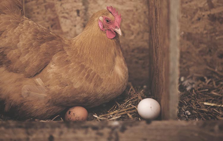 Do chicks have to die for eggs or chickens?