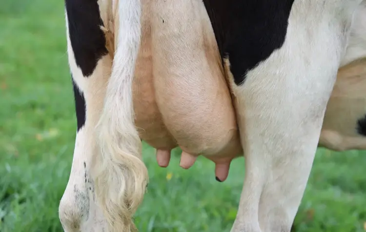 Do cows need to be milked?