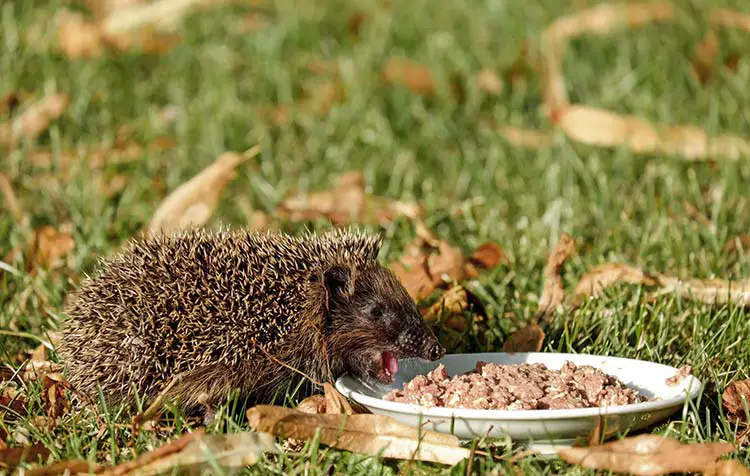 How to feed hedgehogs correctly