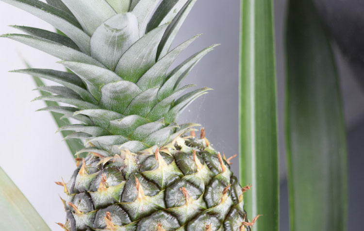 Grow pineapple yourself