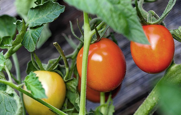 Grow tomatoes yourself tips