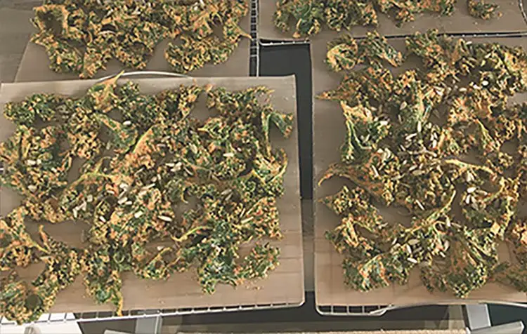 Make kale chips yourself