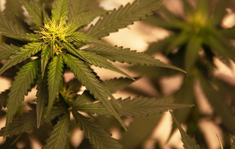 How to use Cannabidiol (CBD) for your health