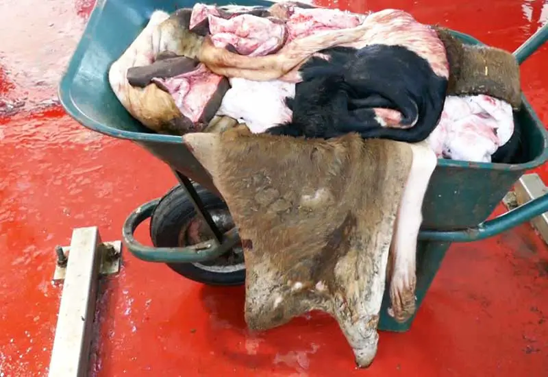 Die Haut von Kühen als Nebenprodukt der Fleischindustrie / © PETA Deutschland e.V.