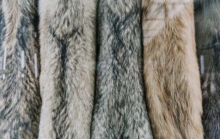 Real fur or fake fur - telling the difference