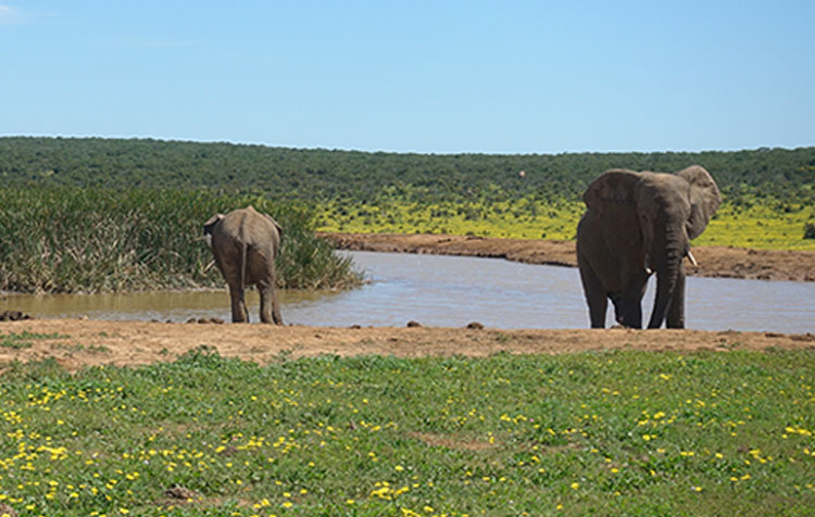 Self drive safari in Addo National Park in South Africa