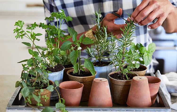 Urban Gardening - Gardening in the city