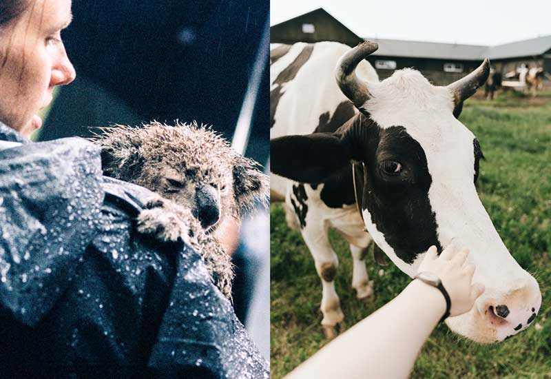 Vegan gegen Gewalt - Menschen helfen Tieren