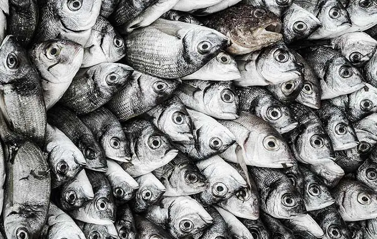 Why Vegans Don't Eat Fish? The Best Reasons to Stop Eating Fish and Seafood