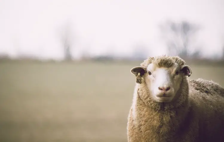 Why don't vegans wear wool?