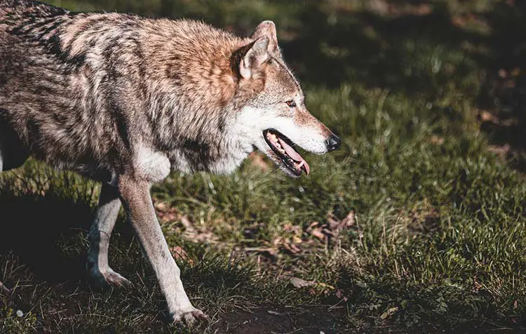 Statistics about wolves