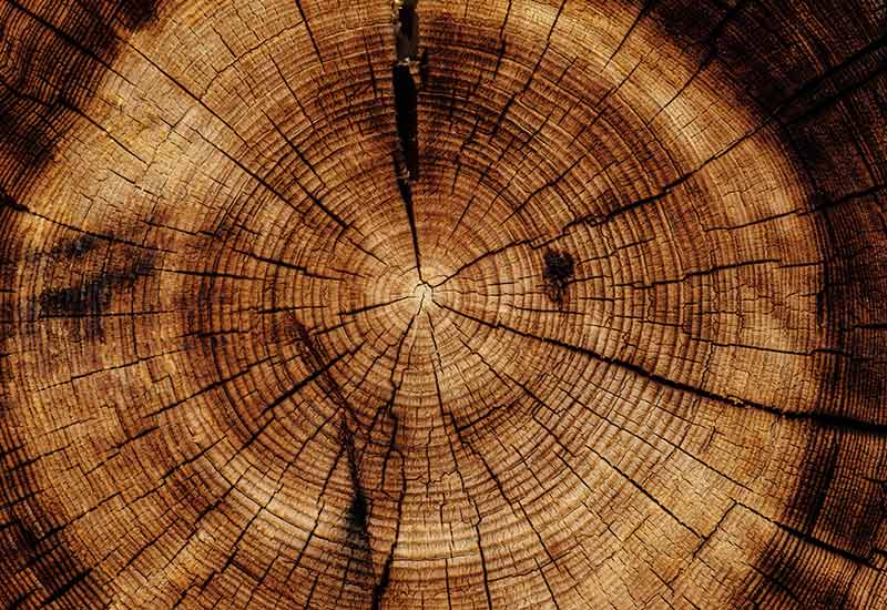 Mit Holz bauen ist nachhaltig