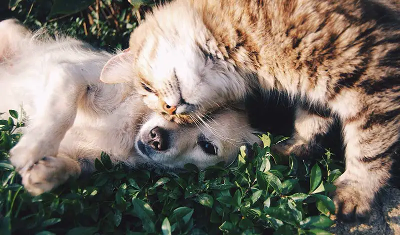 Dog and cat cuddle together
