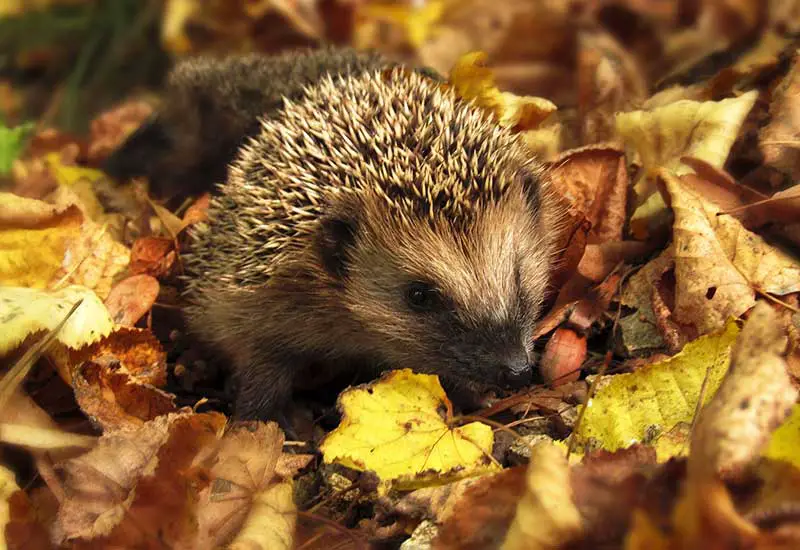 Hedgehogs hide in the foliage