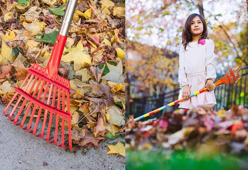 Leaf rake as an environmentally friendly alternative to the leaf blower