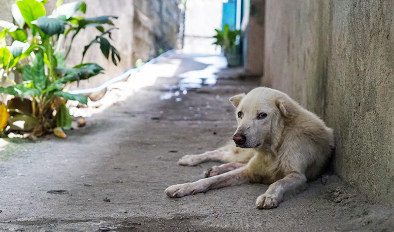 Vegans rescue dogs from the street