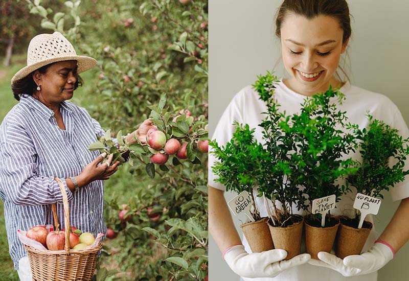 Sustainable New Year's resolution: Grow your own vegetables