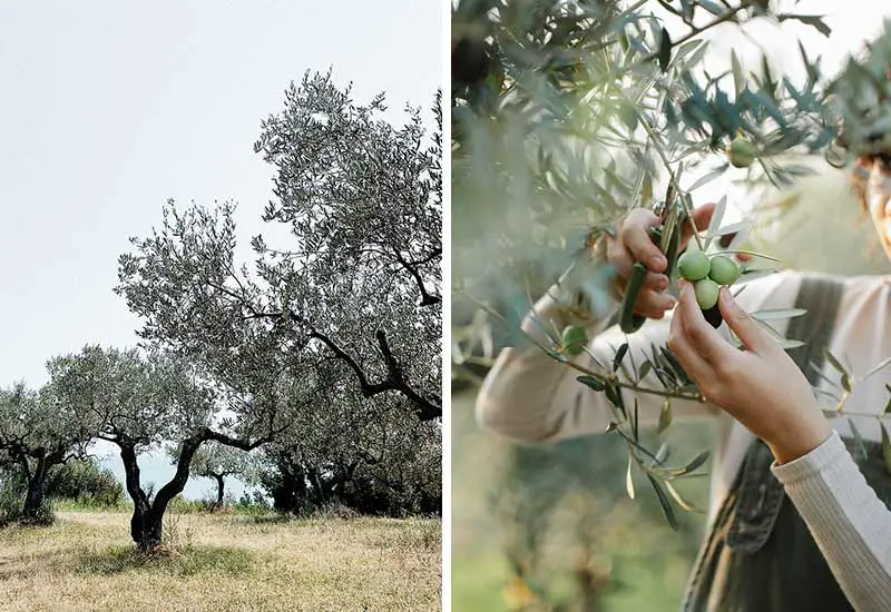 Olivenbäume in ökologischer Land- und Forstwirtschaft