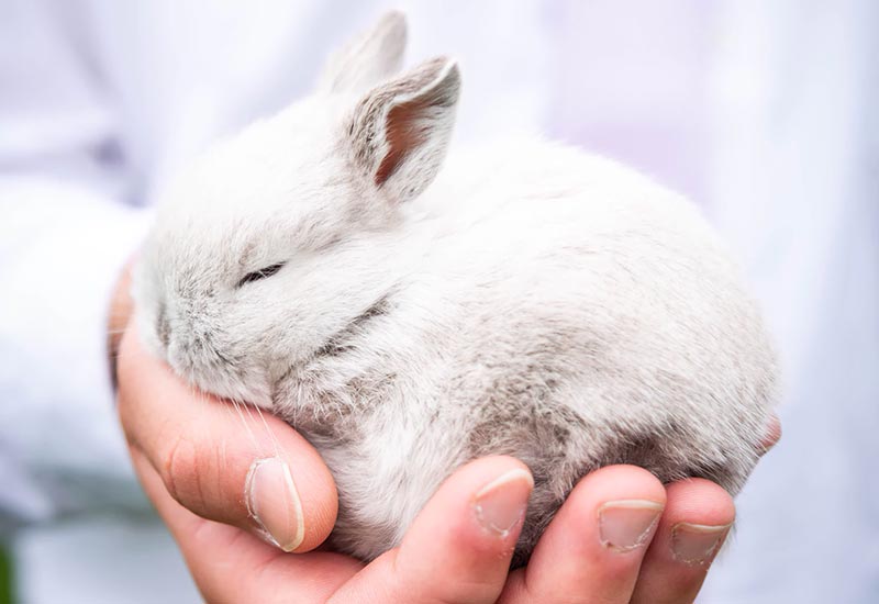 Tierische Redewendungen "Fell über die Ohren ziehen"