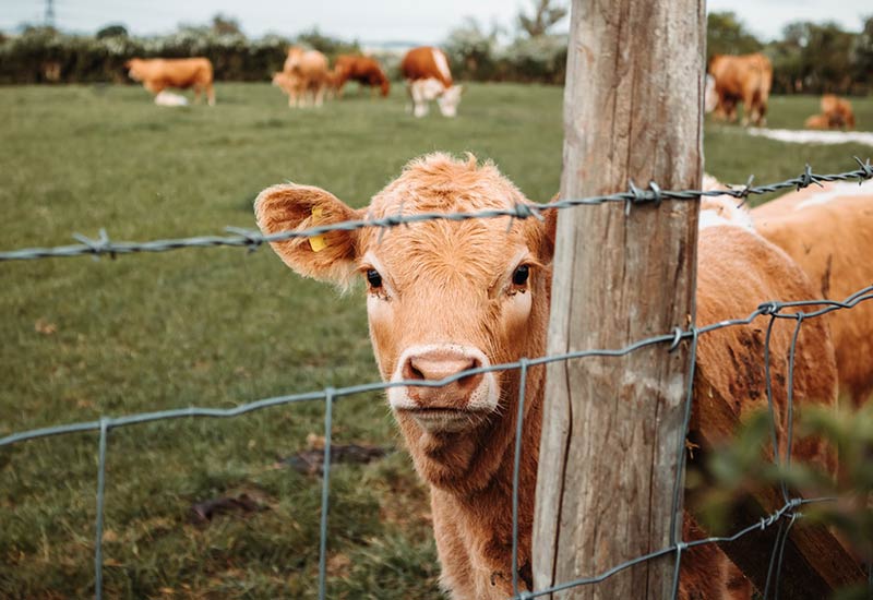 Tiere sind fühlende Lebewesen