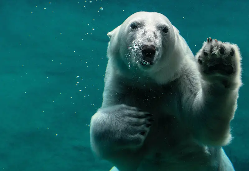 Polar bears are threatened with extinction